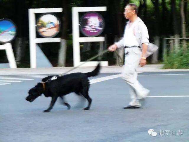 爱养狗的北京人