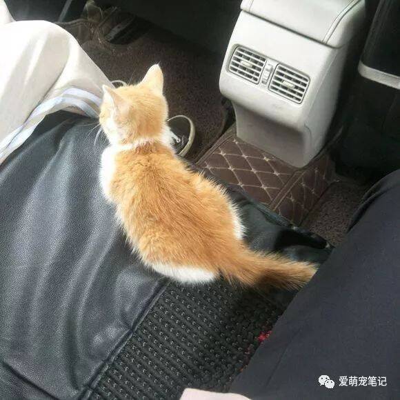 女孩遇到了一只流浪猫，上前轻轻摸了一下后，发现它真的很会撩人