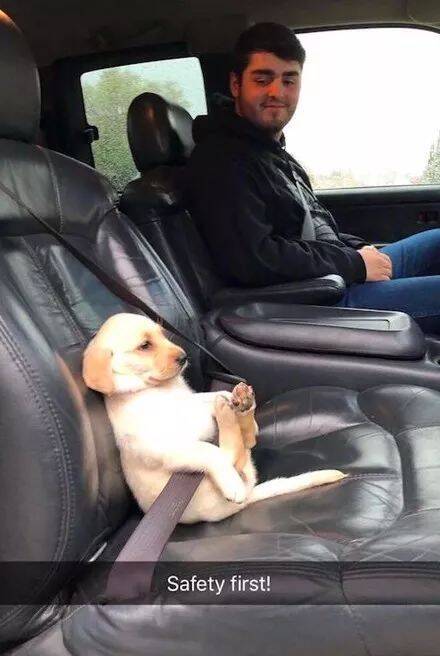 网友带小狗出去玩，它一本正经的坐在副驾驶还系上安全带，好可爱.....