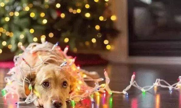 国外家里有狗子的，你知道都是怎样保护圣诞树的吗？