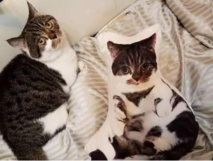 网友用自家猫的照片做了一款抱枕，猫看到后...