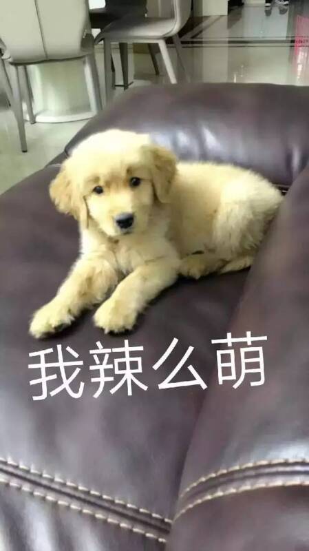 金毛：不带我出去玩，后果自负，铲屎官：我输了！