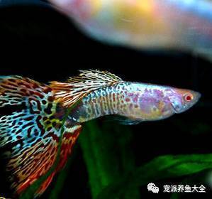 美杜莎孔雀鱼，日系鱼的精品！
