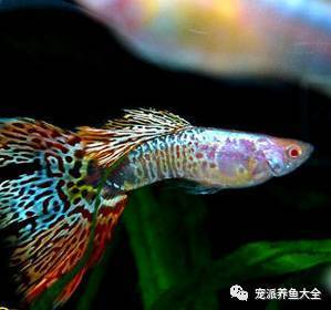 美杜莎孔雀鱼，日系鱼的精品！