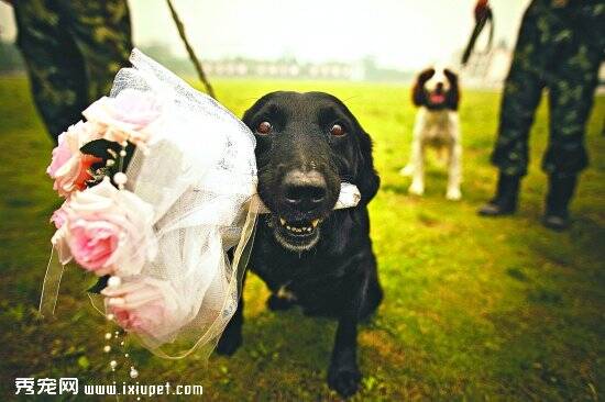 搜救犬的工作范围及搜救犬训练介绍