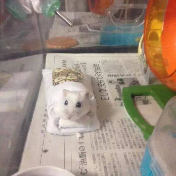 日本网友用手机套给小仓鼠做了个被窝，看起来也太萌啦！