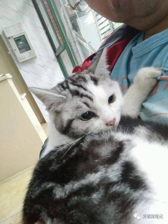 得了猫瘟的美短猫听到医生建议主人放弃治疗，它的反应让人心塞！