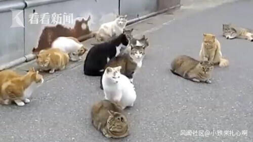 日本人气“猫岛”猫咪5年骤减三分之二，疑有人恶意投毒