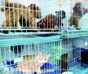 春节宠物寄养一笼难求 宠物店员工七天赚一个月工资