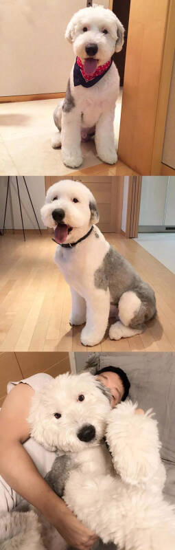 毛毛太长的狗子去修了个清爽的短毛造型，秒变史努比！