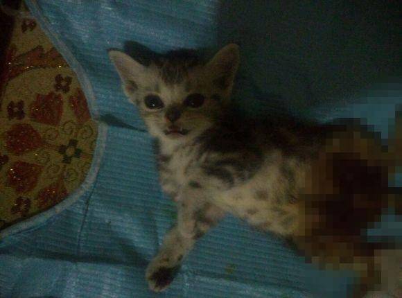 男孩面对邻居遗弃的小猫无助哭诉：我该怎么救你，