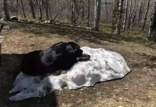 在这个热炸了的夏天，狗狗们应该特别怀念那年的大雪....