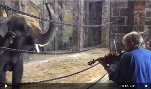 国外动物园举办音乐活动 发现大象最懂得欣赏艺术