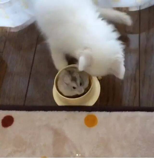 鼠鼠跑进饲料碗偷吃，然鹅猫咪眼里只有猫粮，直接无视