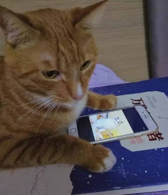 橘猫抱着手机看漂亮妹妹，下一秒竟然...真是太变态了...