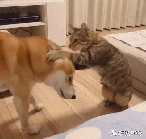 这只柴犬和虎斑喵是一对猫狗兄弟，猫每天跟狗撒娇，柴犬的反应亮了！