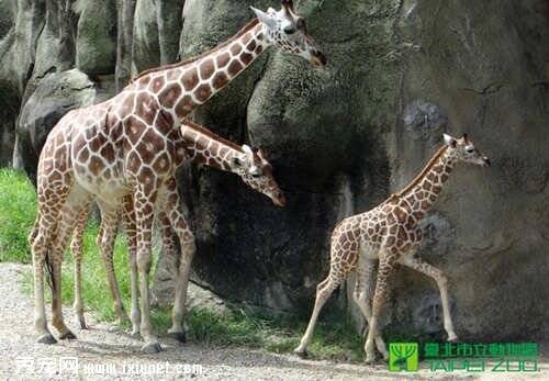 台北市立动物园内的长颈鹿五个月死亡3只