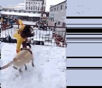 女主人要跳楼，狗狗奋力阻止，于是男主人也试了试，结果...