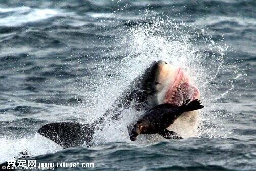 海豹在水中觅食遭大白鲨攻击，受伤的海豹让人担忧！