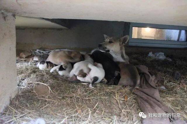 老爸为了躲在车底下的流浪狗一个月没开车，最后狗狗送了他一份这样的大礼！