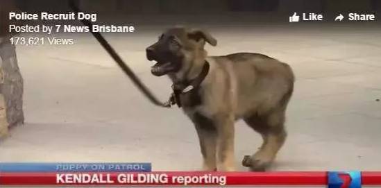 小警犬由于对人太友好，竟然被开除了警籍....