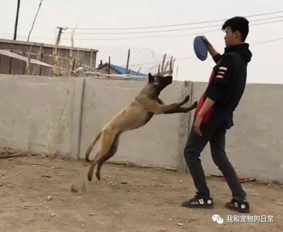 网友训练马犬空中转体360°接住飞盘，不过看它落地的这一幕让人有点心疼！