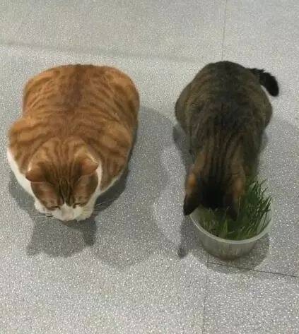 主人种一盆猫草不够分，橘猫眼巴巴等剩草，这体型都不好意思先吃