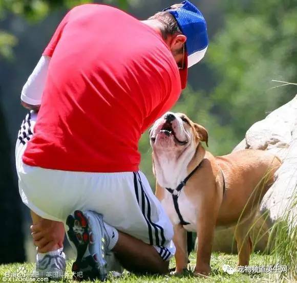 为什么英国斗牛犬这么贵