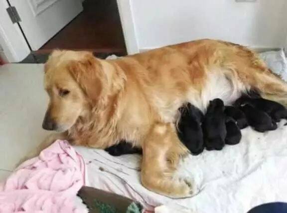 金毛意外怀孕，两月后生了9只小黑狗，主人一看气得拿刀