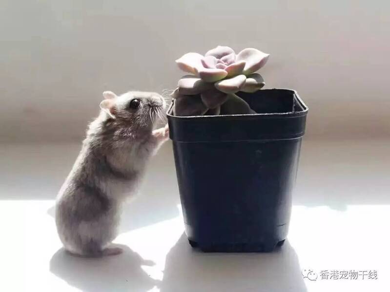 做一只文艺鼠鼠，从爱上花花草草开始！