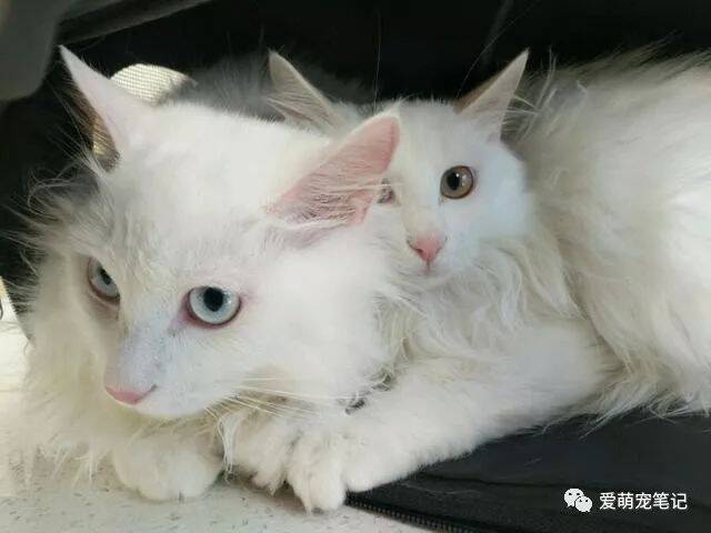 得了淋巴瘤的狮子猫听到医生建议主人放弃治疗后，它反应让人心塞