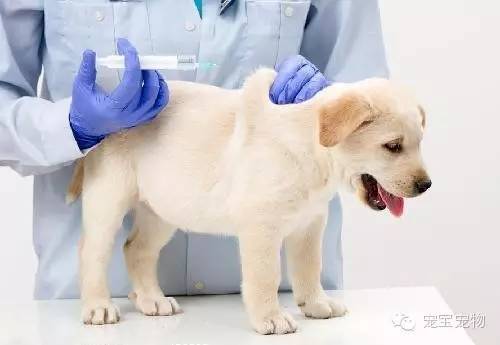 你知道狗狗打疫苗的流程吗?