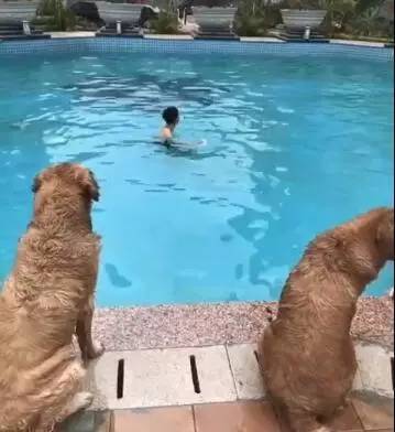 主人在泳池喊救命，看到岸上金毛们的反应，让人觉得养狗狗太值啦！