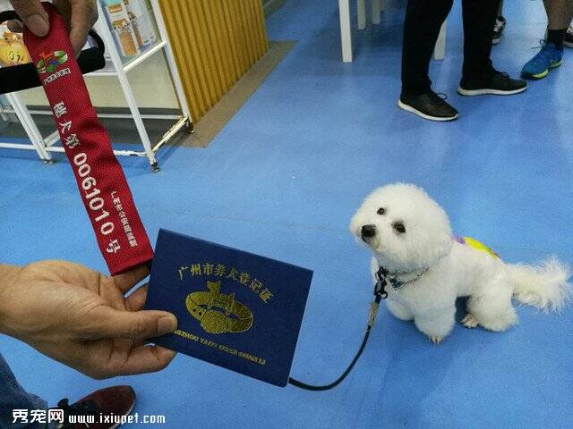 广州一个月新增养犬登记8千只 拟推微信登记、缴续费
