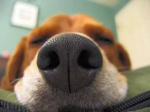 狗狗的嗅觉为何如此灵敏