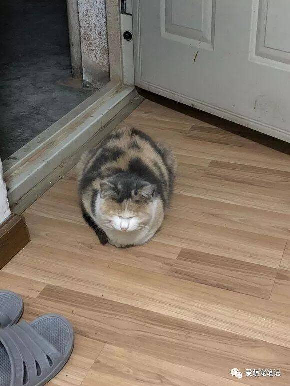 家里来了一只流浪橘猫，跟我回家却不让靠近，宠主：感觉被套路了