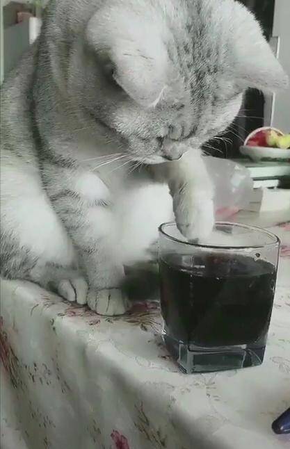 英短趁主人不在场，偷偷尝了桌子上的可乐，猫：莫非是肥宅快乐水
