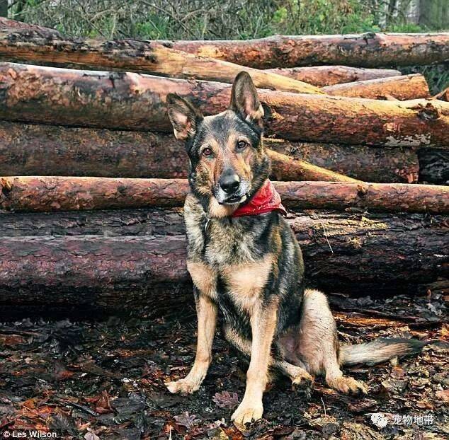 遭长刀插胸依然紧咬嫌犯！　最勇敢警犬暖哭人