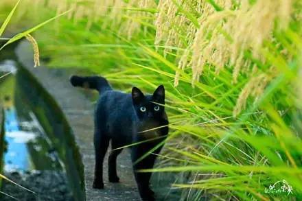 网友给黑猫和稻谷拍了一组照片，真是惊呆了....
