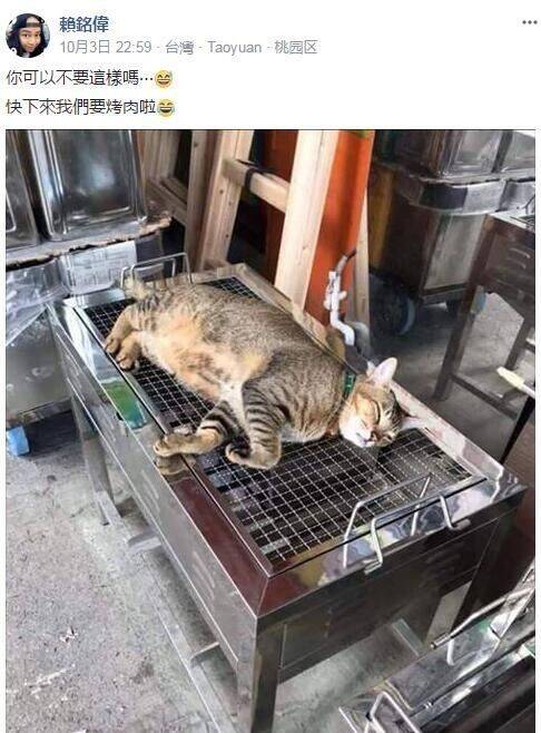 主人去拿烤肉架，发现家里的猫躺着不下来，那么想不开啊