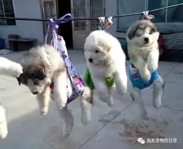 主人竟然将5只阿拉斯加幼犬挂起来暴晒，而得知原因后大家都表示被萌化了！