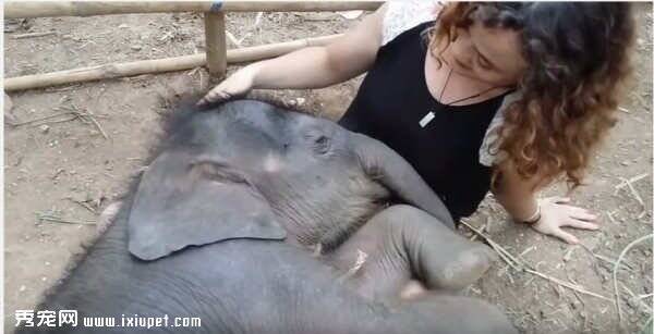 泰国清迈女子为小象唱摇篮曲