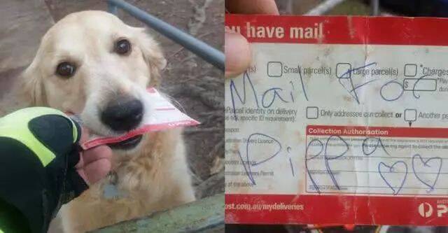 狗狗天天帮主人收信，如今经常失望而归，邮递员这个举动令人感动