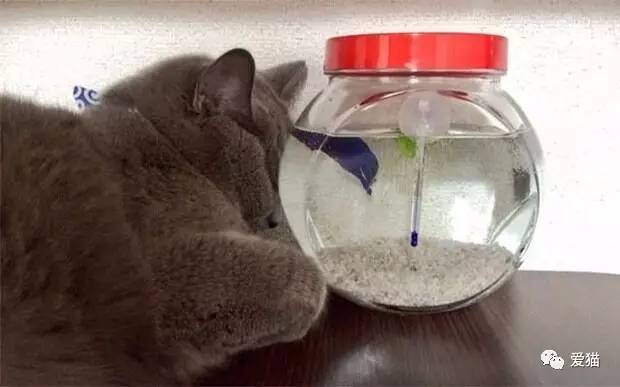 猫咪头抵着鱼缸，主人还以为它睡着了，结果一看...求鱼的心理阴影面积！ ​​​​