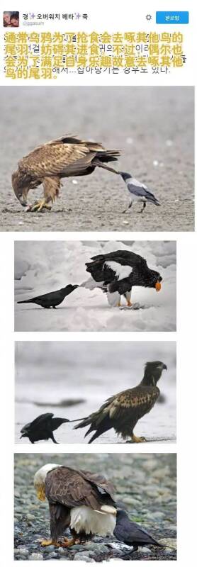 乌鸦为什么会被称为鸟中奇葩！