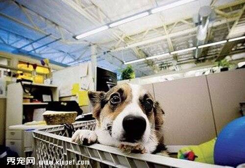 谷歌可以带宠物上班的公司