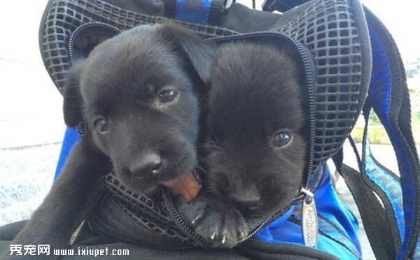 没有品种的两只黑狗狗无人肯领养