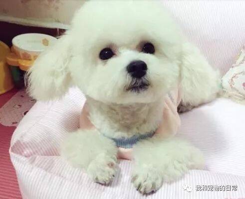 网友因为错怪了比熊狗狗后，结果这狗真记仇啊！大半夜闹着要离家出走！