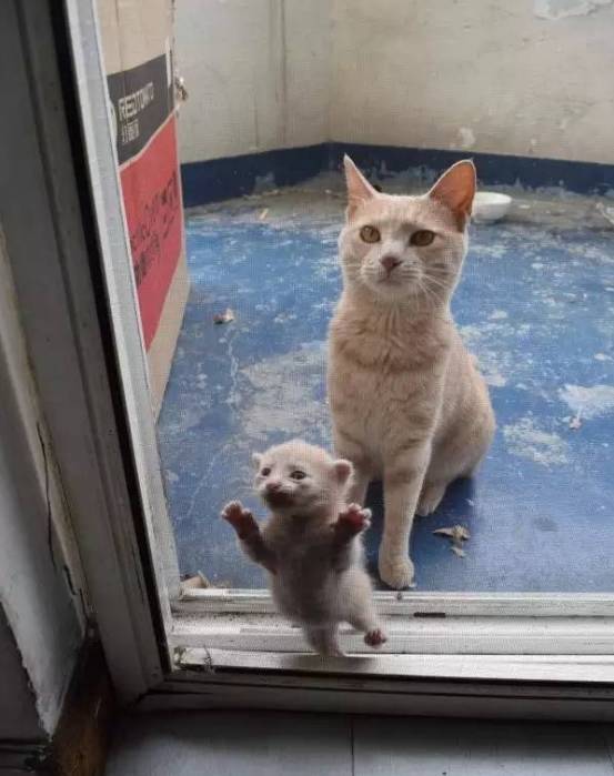 网友喂养的流浪猫，有一天突然带着小喵出现....