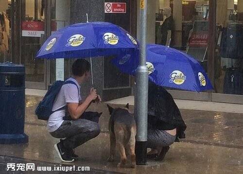 英国一对情侣帮狗遮雨陪20分钟等主人